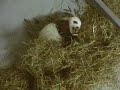 Lun Lun & Cub (Who Has Hiccups) 11-10-06 part 2