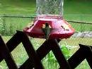 Hummer at feeder Hummer at feeder