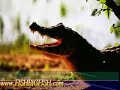 Fishing Excursion on the Paraguay River