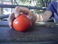 tomate y rata