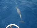 Porpoises off Sandpipers bow, Java Sea/Indonesia Porpoises off Sandpipers bow, Java Sea/Indonesia