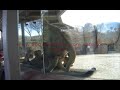 wild lions making love at the San Diego Wild Animal Park