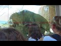 wild-lions-making-love-at-the-san-diego-wild-animal-park.html