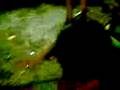 videos de Rowel Gigil part 3