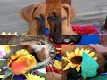 MY BOXER PUPPIES MUSIC VIDEO