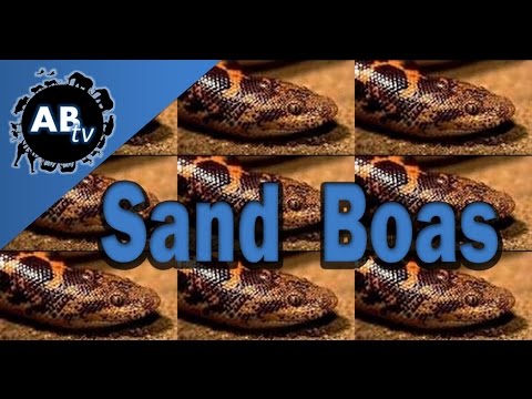 YouTube reptile video