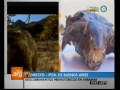 Visitamos el museo municipal de Miramar, en la Provincia de Buenos Aires, para conocer los fósiles de animales prehistóricos encontrados en las playas de esta localidad. www.tvpublica.com.ar www.facebook.com www.twitter.com