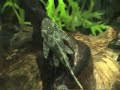 Bristlenose plecs (great close up as well)