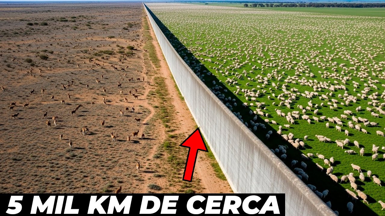 Porque construíram uma cerca de 5 MIL KM nas fazendas da Austrália?
