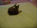 Spazzy Cat