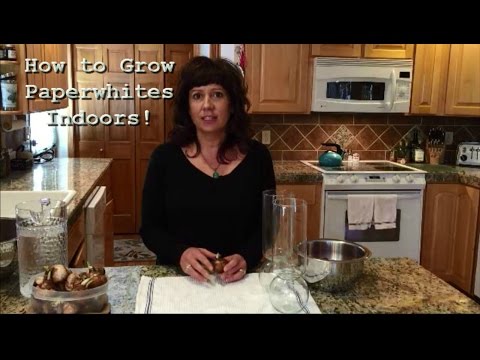 how to transplant paperwhites