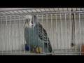 Pipo the Norwegian talking budgie