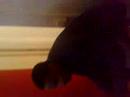le gued mussolini cr click