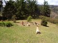 Residencia Canina PERRONALIDAD. Medellín, Colombia
