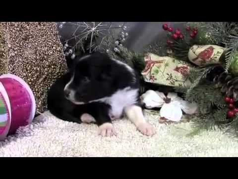Coz a purebred Border Collie puppy