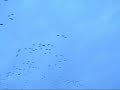 Missouri Snow Goose Hunt - Mar \