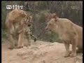 Tiger Vs Lion