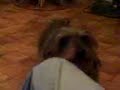 chien sado maso