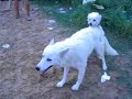 Piccolo Cagnolino