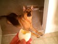 German Shephard Talking for a hard boiled egg