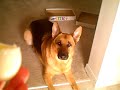 German Shepherd Talking for a hard boiled egg German Shepherd Talking for a hard boiled egg