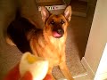 German Shephard Talking for a hard boiled egg