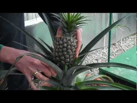 how to drain pineapple