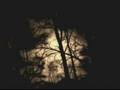 Redolent of Dank Night