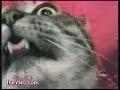 mad cat mad cat