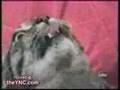 mad cat