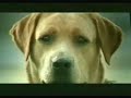 Cachorro Corno