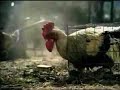 styx-rooster.html