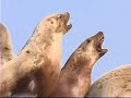 Marine Mammals of Southeast Alaska