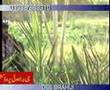 حسين اسير براهوي hussian aseer brahvi
