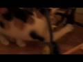 videos de Tilly 2