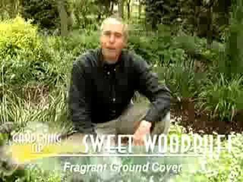 how to transplant sweet woodruff
