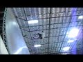 Tony Hawk Skates for Human Giant