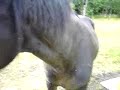 V�ra H�star