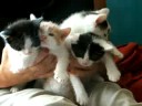 kitties