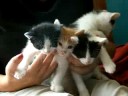 kitties