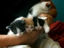 kitties