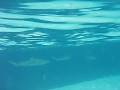 Travel Photo: Sharks and Stingrays
