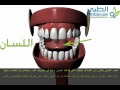 تشريح الجهاز الهضمي -الجزء الاول