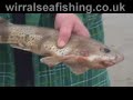 Wirral Sea Fishing Video Wirral Sea Fishing Video