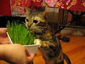 Cow cat