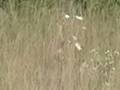 nothing...but grass