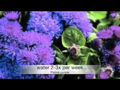 how to harvest ageratum seeds