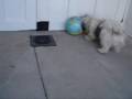 Playing Soccer with Kolja