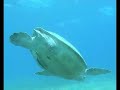 the beauty of the red sea in Egypt