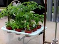 Wind-Powered Aeroponics System - Day 8 Buds